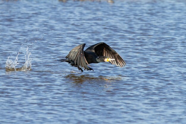 Primer plano de un gran cormorán o pájaro Phalacrocorax carbo volando cerca del lago durante el día