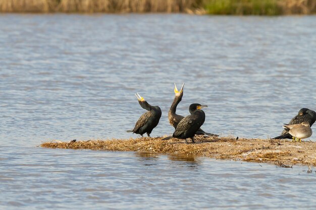 Primer plano de un gran cormorán o Phalacrocorax carbo aves cerca del lago durante el día