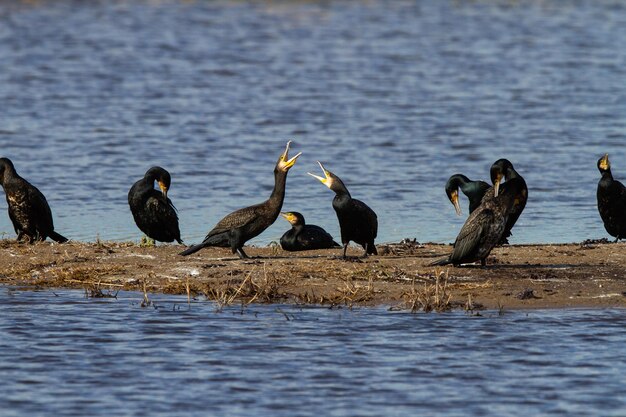 Primer plano de un gran cormorán o Phalacrocorax carbo aves cerca del lago durante el día