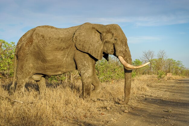 Primer plano de un gran elefante en el safari bajo un cielo azul