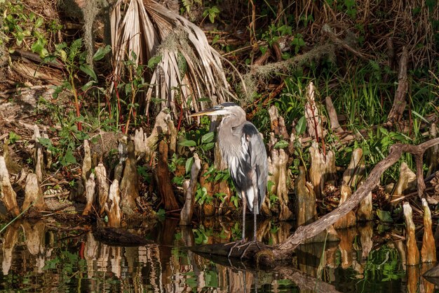 Primer plano de una gran garza azul junto al agua en el bosque