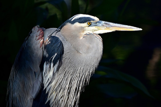 Primer plano de una gran garza azul con un pico largo