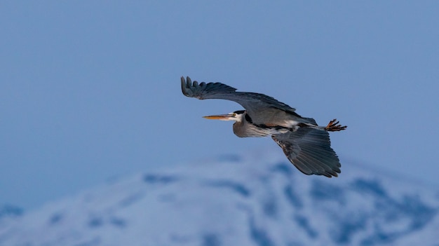 Primer plano de la gran garza azul volando sobre el gran lago salado en Utah