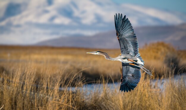 Primer plano de la gran garza azul volando sobre el gran lago salado en Utah