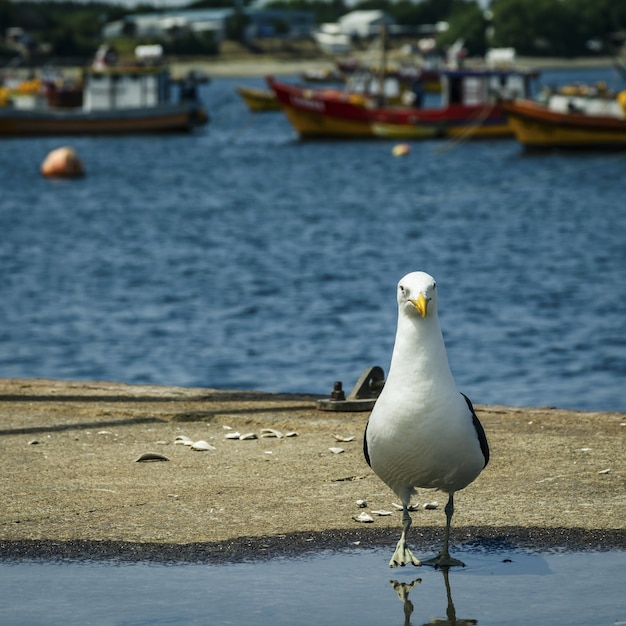 Foto gratuita primer plano de una gran gaviota de lomo negro