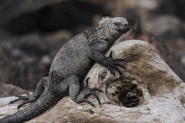 Primer plano de una gran iguana gris en el árbol