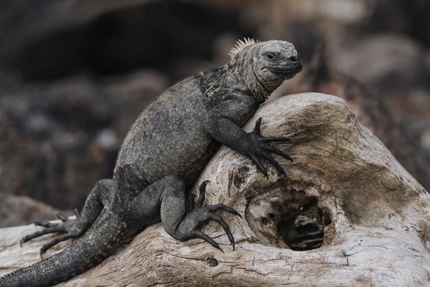 Primer plano de una gran iguana gris en el árbol