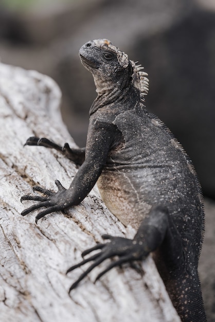 Primer plano de una gran iguana gris en el árbol