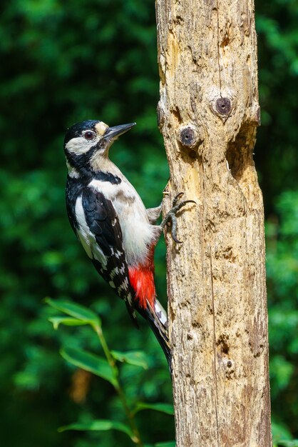 Primer plano de un gran pájaro carpintero manchado