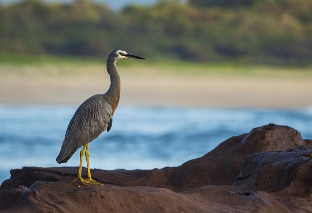 Primer plano de un gran pájaro garza azul de pie sobre un trozo de roca