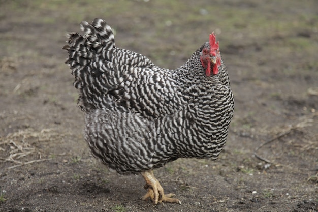 Primer plano de un gran pollo plymouth rock en una granja