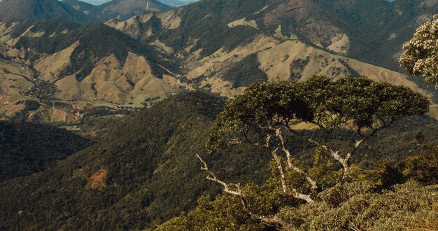 Primer plano de grandes árboles en una colina rodeada de montañas en Río de Janeiro.