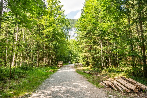 Primer plano de grandes troncos apilados cerca de un sendero en el bosque