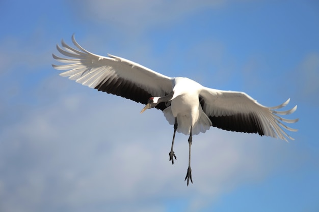 Primer plano de una grúa de cuello negro volando bajo el cielo azul y la luz del sol en Hokkaido en Japón