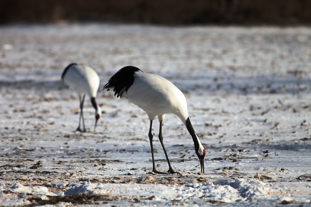 Primer plano de grullas de cuello negro comiendo pescado muerto en el suelo cubierto de nieve en Hokkaido, Japón