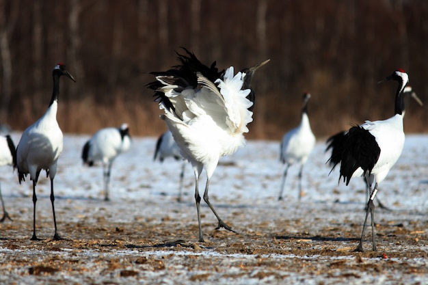 Primer plano de grullas de cuello negro en el suelo cubierto de nieve en Hokkaido en Japón