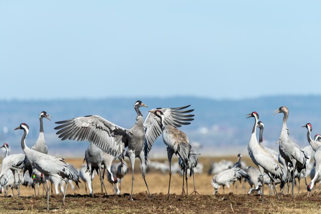 Primer plano de un grupo de grúas en el campo