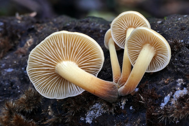 Primer plano de un grupo de setas enoki silvestres que crecen en madera podrida en el bosque