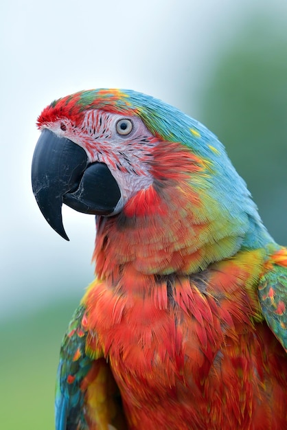 Primer plano de una guacamaya roja desde la vista lateral closeup cabeza de guacamaya roja