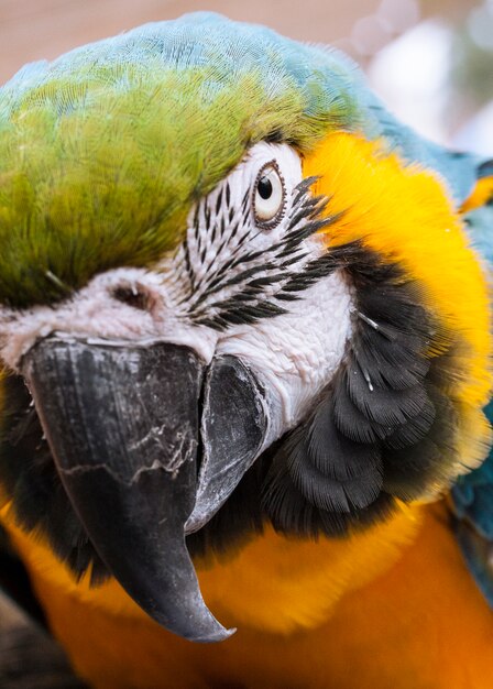 Primer plano de guacamayo con plumas amarillas