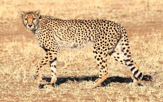 Primer plano de un guepardo caminando sobre el plano de la sabana de Namibia
