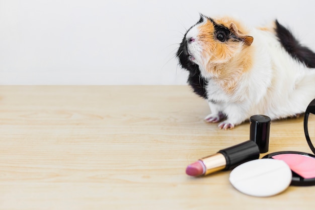 Primer plano de Guinea con lápiz labial y colorete con esponja en el escritorio de madera