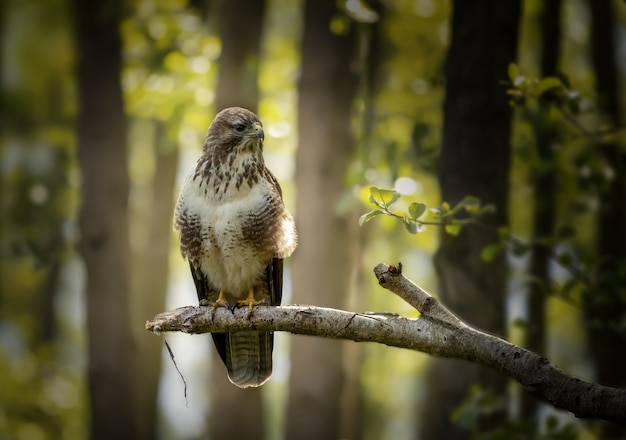Primer plano de un halcón enojado de pie sobre la rama de un árbol en el bosque