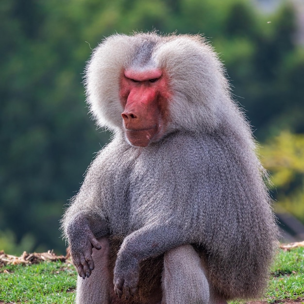 Primer plano de Hamadryas Baboon en el campo en un día soleado contra un fondo verde