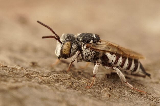 Primer plano de una hembra de abdomen agudo cleptoparsita, abeja de vientre agudo, Coelioxys acanthura