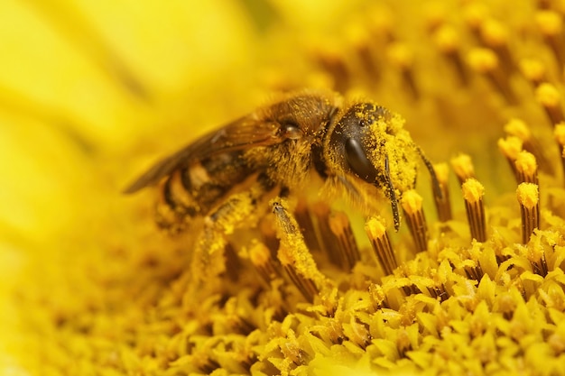 Primer plano de una hembra de Halictus scabiosae, recogiendo polen de una flor amarilla