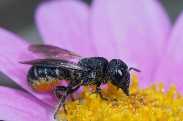 Primer plano de una hembra Heriades de abeja de resina blindada de cabeza grande