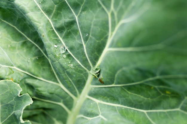 Primer plano hermosa ensalada verde hoja