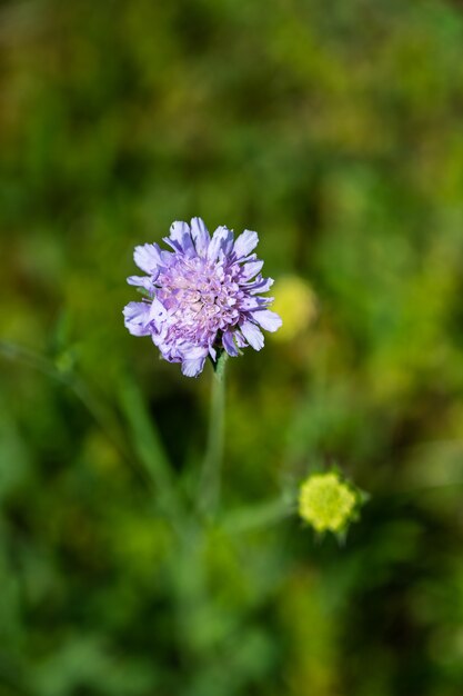 Primer plano de una hermosa flor de alfiletero púrpura