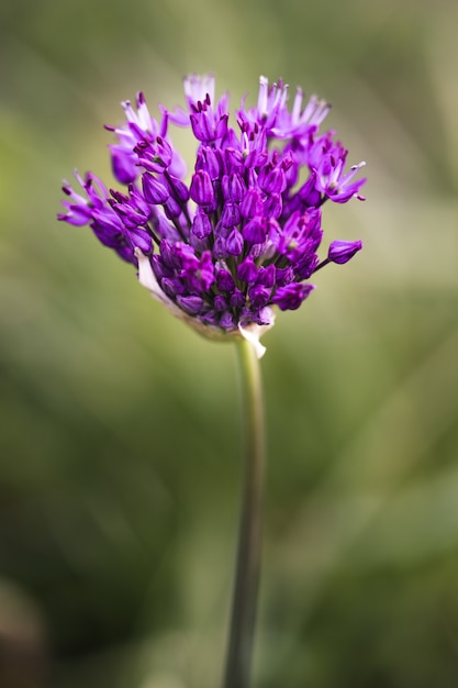 Primer plano de una hermosa flor de allium púrpura