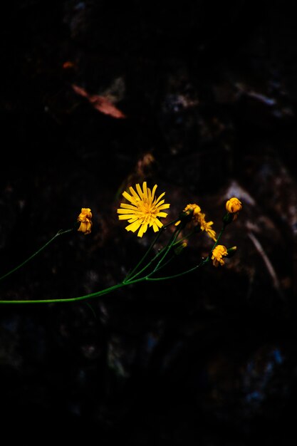 Primer plano de una hermosa flor amarilla en un bosque