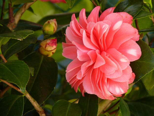 Primer plano de una hermosa flor de camelia rosa en escena borrosa