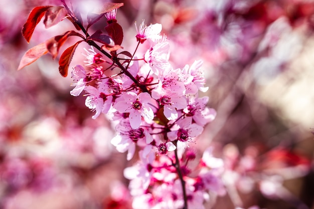 Primer plano de una hermosa flor de cerezo bajo la luz del sol contra un fondo borroso