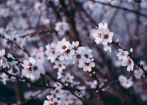 Primer plano de una hermosa flor de cerezo bajo la luz del sol