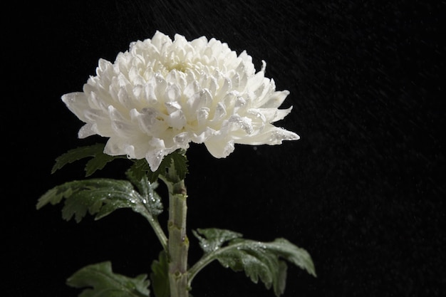 Primer plano de una hermosa flor de crisantemo blanco aislado