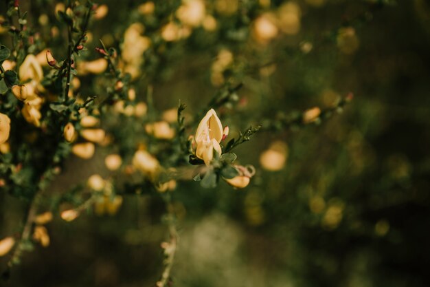 Primer plano de hermosa flor delicada