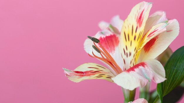 Primer plano de hermosa flor florecida