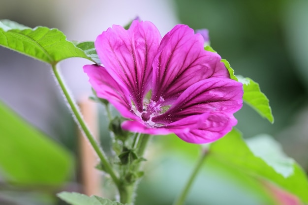 Primer plano de una hermosa flor de Malva