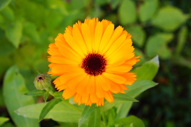 Primer plano de una hermosa flor de margarita africana de pétalos amarillos