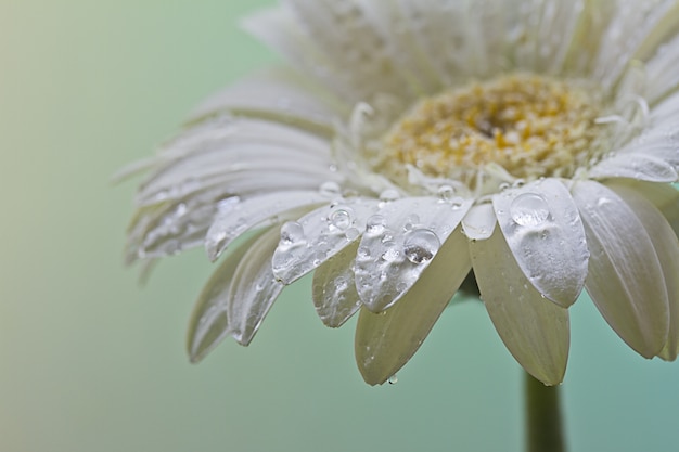 Primer plano de una hermosa flor de margarita blanca cubierta de gotas de rocío