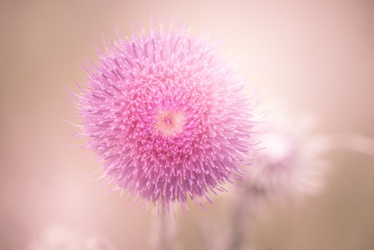Foto gratuito primer plano de una hermosa flor de mimosa rosa
