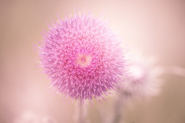 Primer plano de una hermosa flor de mimosa rosa