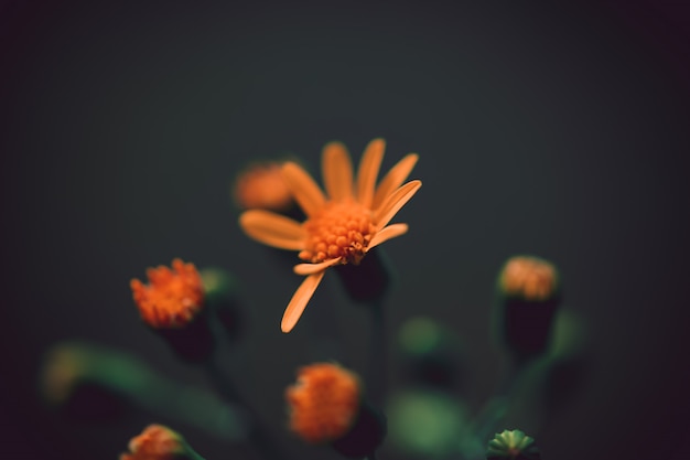 Primer plano de una hermosa flor naranja