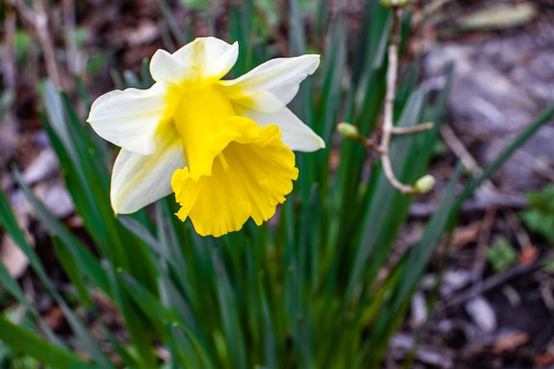 Primer plano de una hermosa flor de narciso de pétalos blancos sobre un fondo borroso