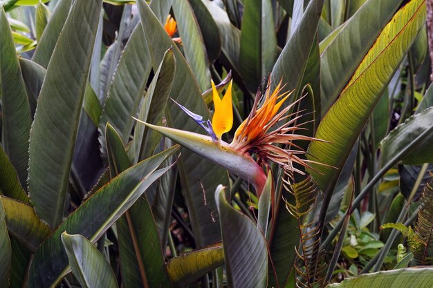 Primer plano de una hermosa flor paradisíaca con hojas verdes