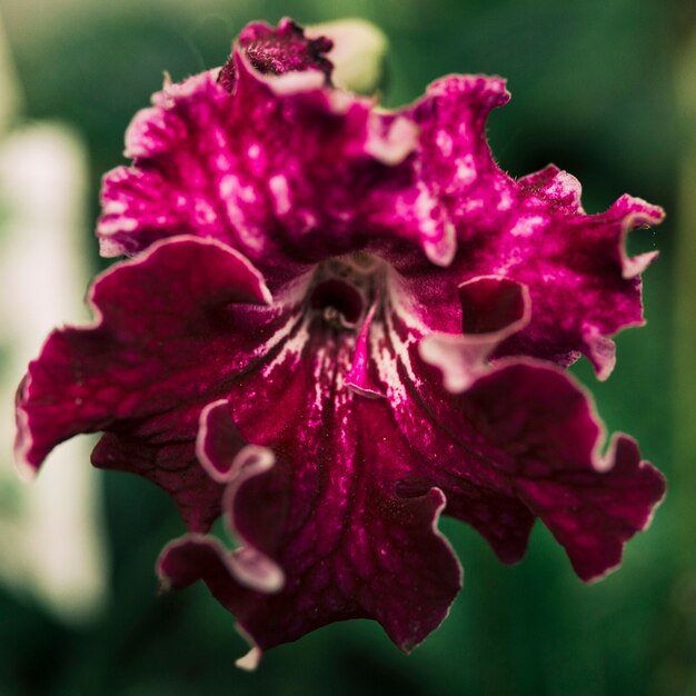 Primer plano de hermosa flor roja